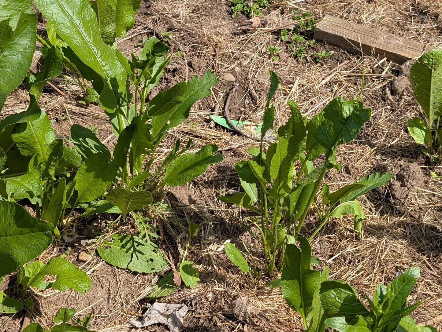 Fresh Organic Horseradish Plants - 2 Pack, Armoracia rusticana, Easy to Grow, Culinary Herb, Non-GMO, Fast Shipping