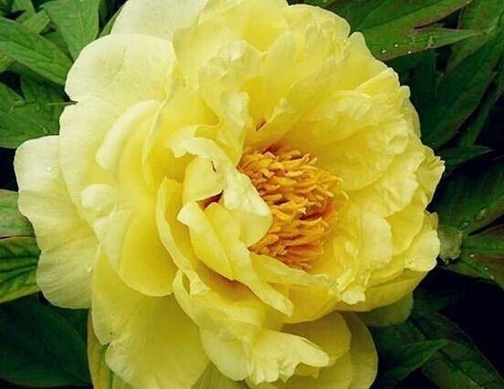 Peony Seeds 10pc Pack - Exotic Flower Variety Paeonia spp. for Garden, Borders & Containers - Fragrant Blooms