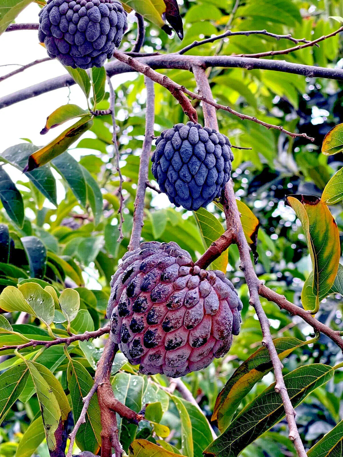 Thai Purple Sugar Apple Tree Seeds - 10 Count | Annona squamosa Rare Sweetsop Fruit