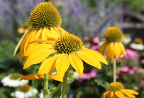 Yellow Coneflower Seeds - 200+ Pack - Echinacea paradoxa - USA Grown