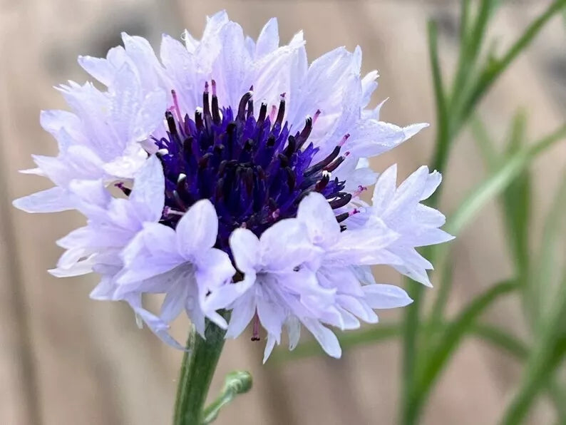 Bachelor's Button Seeds - 50 Pack, White & Blue, Annual Flower Seeds, Centaurea cyanus, Garden Planting