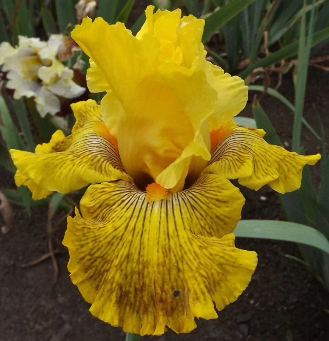 Mahogany Gold Tall Bearded Iris Rhizome - Reblooming Iris germanica