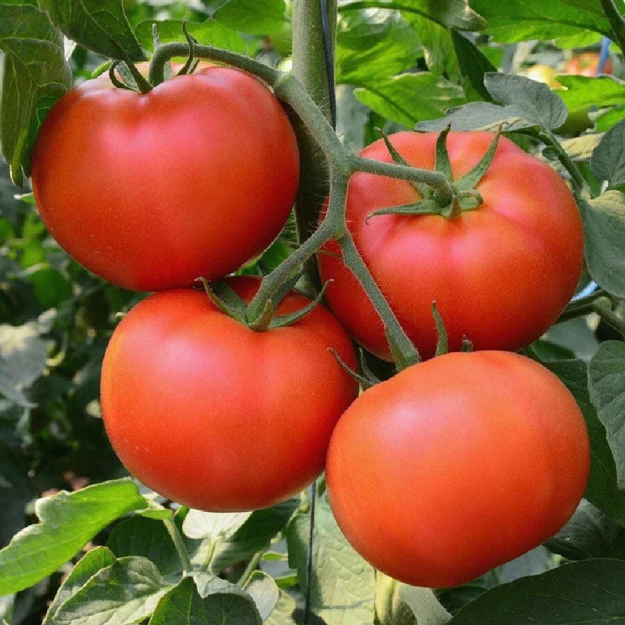 Heirloom Homestead Tomato Seeds 100 Ct Non-GMO for Vegetable Garden