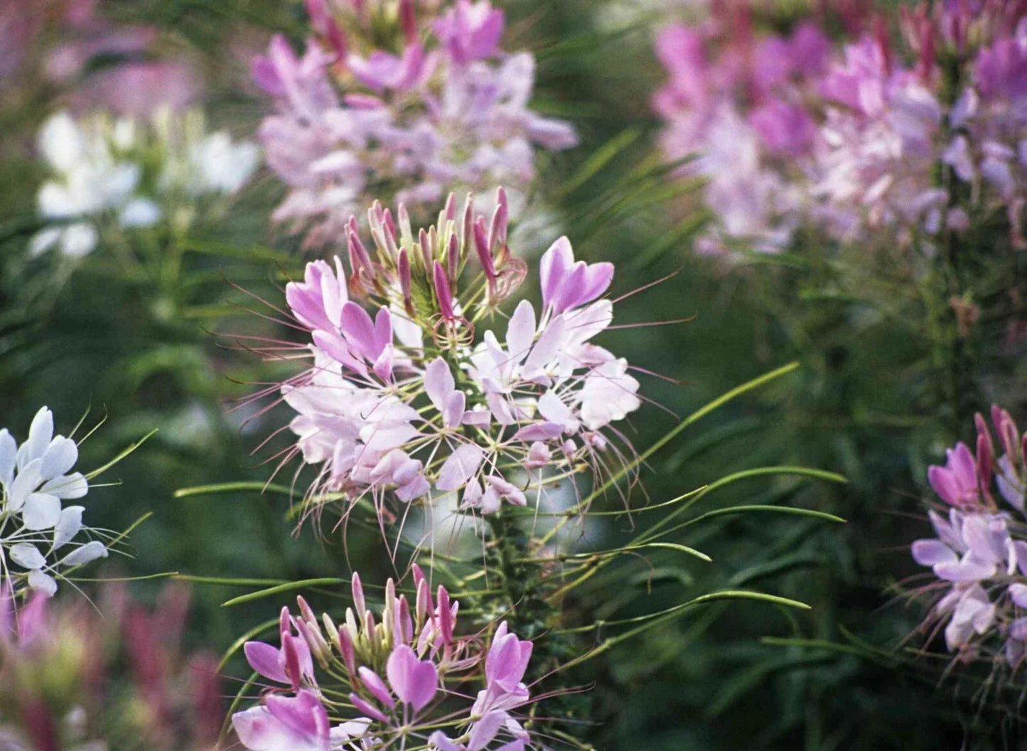 Cleome Spider Plant Flower Seeds - 100+ Pink White Blossoms - Cleome hassleriana