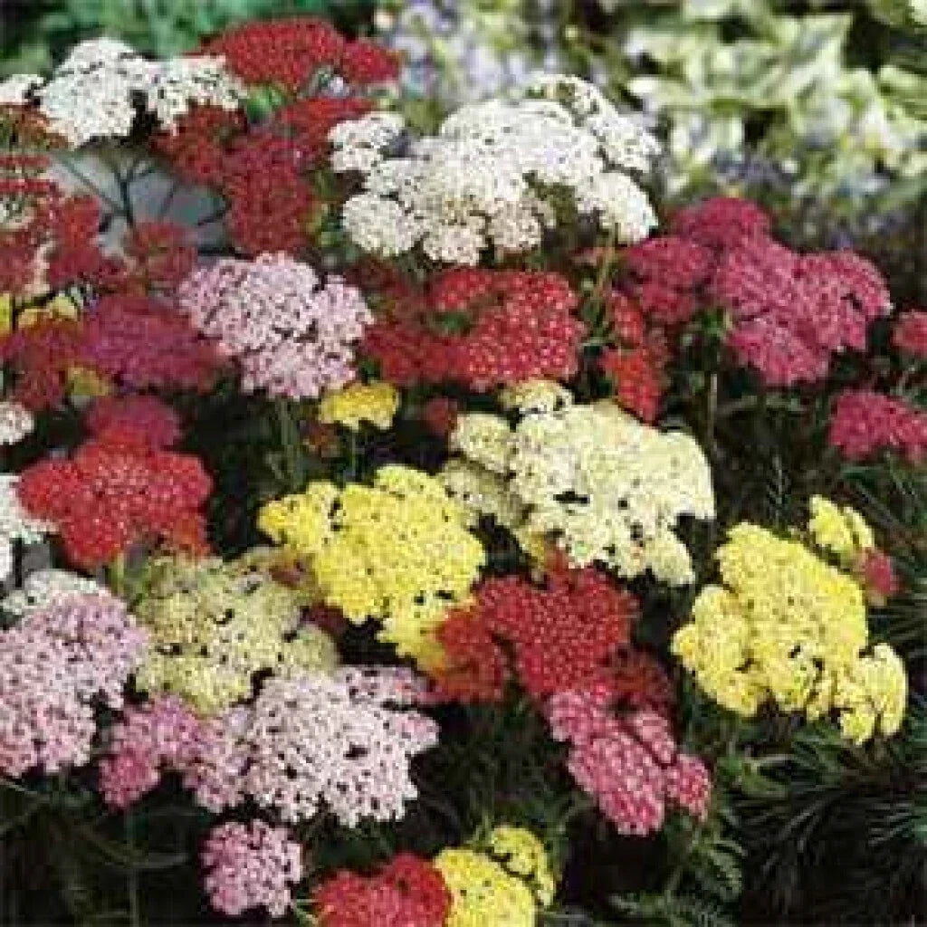 Yarrow Starter Plants Set of 3 Bare Root Achillea millefolium Perennial Herb Mixed Colors