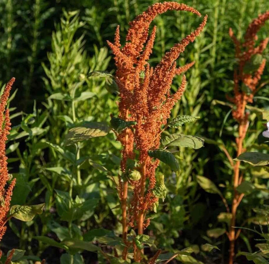 Amaranthus Seeds - Hot Biscuits Mix - Edible Ornamental Plant - Non-GMO Amaranthus cruentus - 25 Organic Seeds