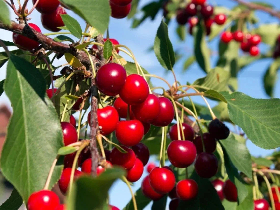 Wild Black Cherry Tree Live Plant 1 Year 20+ Inches Tall Edible Fruit Prunus Serotina