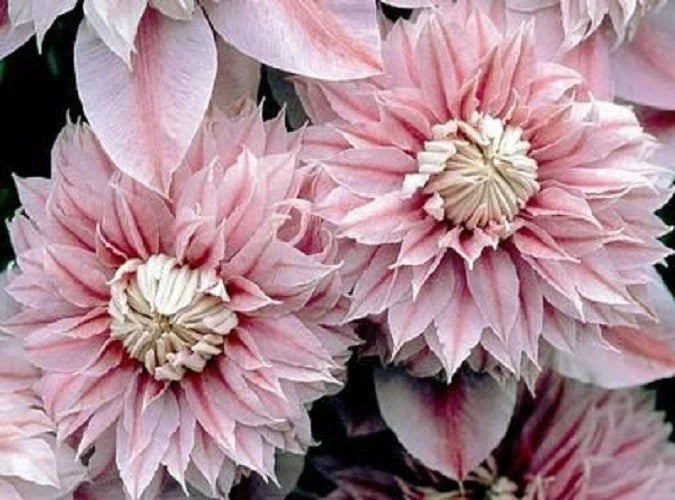 Clematis Seeds - 25 Double Light Pink Climbing Perennial Flower Seeds - Clematis spp. for Garden, Trellis, Fence, Arbors