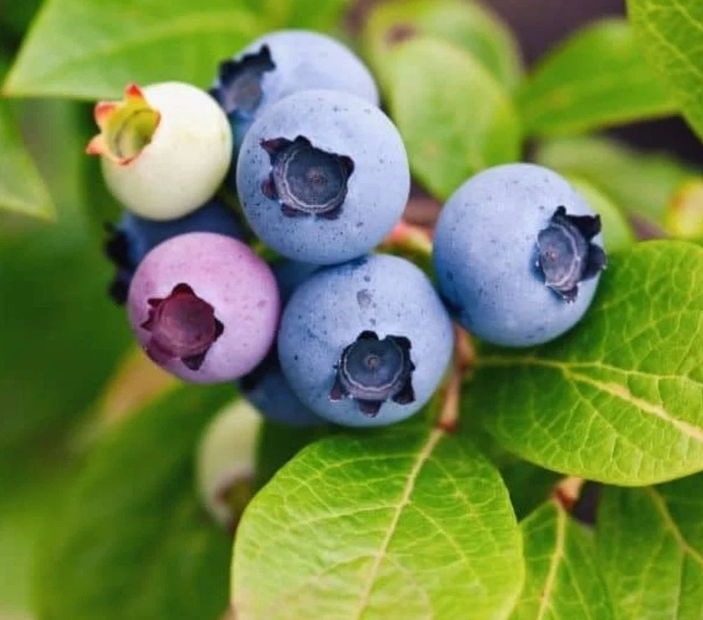 Live Sunshine Blueberry Plant – Rooted Vaccinium corymbosum, 4-6 Inches Tall, Edible Landscaping, Container Plant, Berry Bush