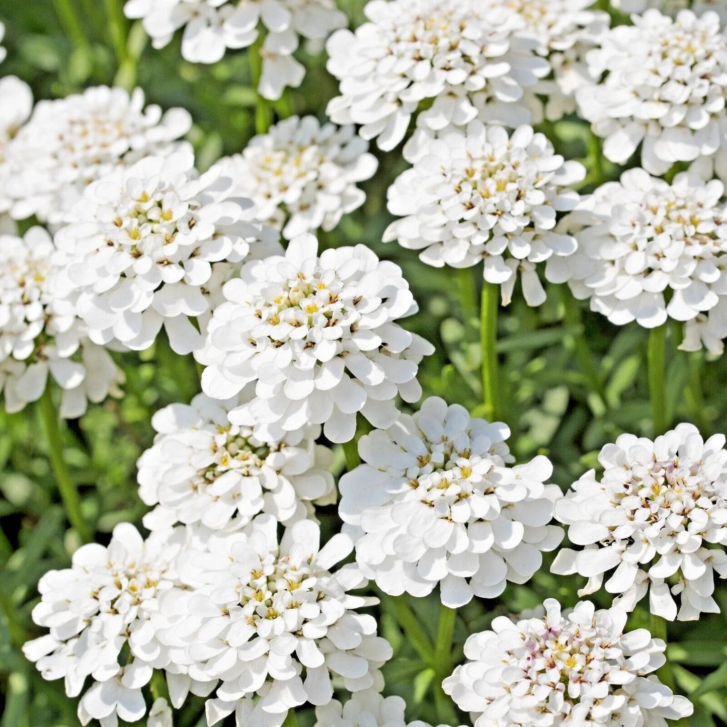 Evergreen Candytuft Seeds 100 Pack, Snow White Perennial, Iberis Sempervirens for Borders & Rock Gardens