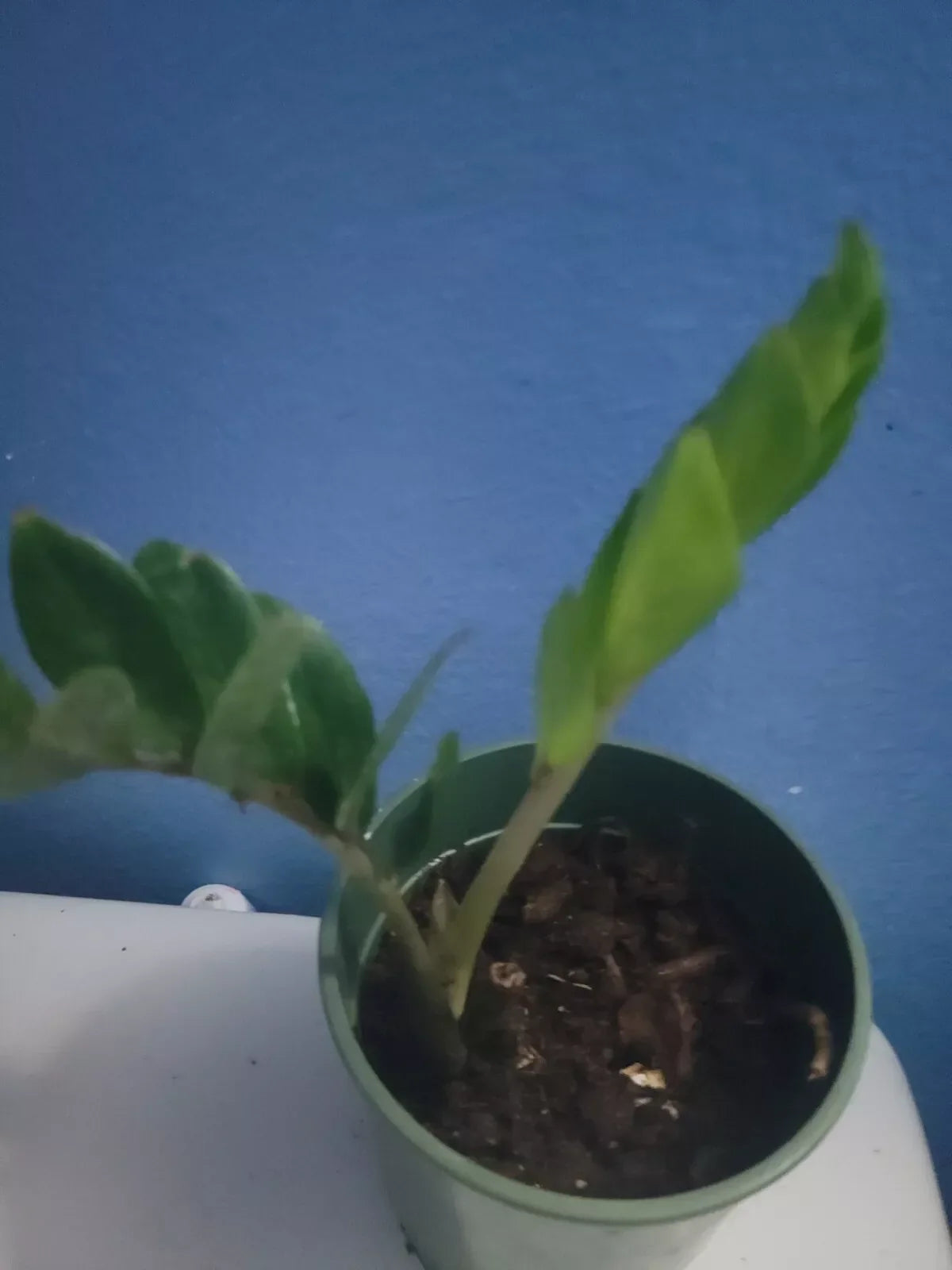 ZZ Plant - Zamioculcas zamiifolia - 8 oz Pot - Low Light Indoor Houseplant