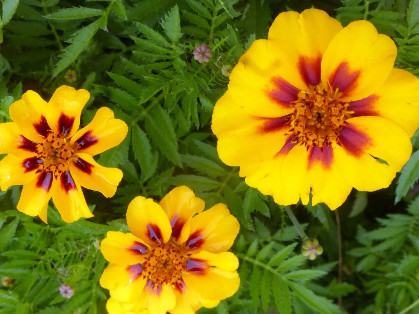 French Marigold Seeds Dainty Marietta - Tagetes patula, Attracts Butterflies & Hummingbirds