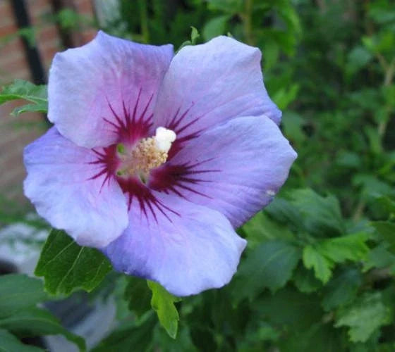 Blue Bird Hibiscus Starter Plant - Rose of Sharon - Althea - Vibrant Blue Flowers - Hardy Shrub - Hibiscus syriacus