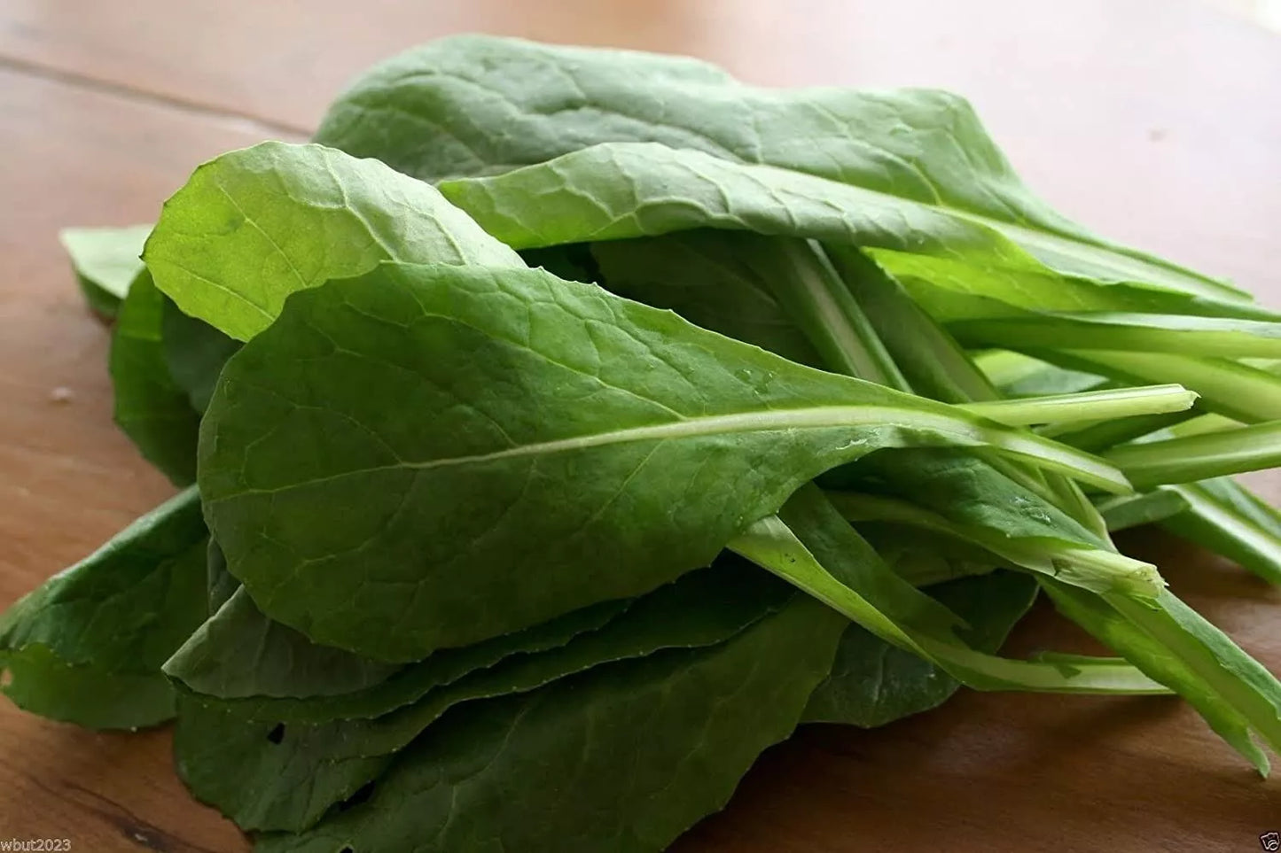Komatsuna Mustard Seeds - 100+ Non-GMO Vegetable Garden Seeds Brassica rapa var. perviridis for Salad & Stir-Fry