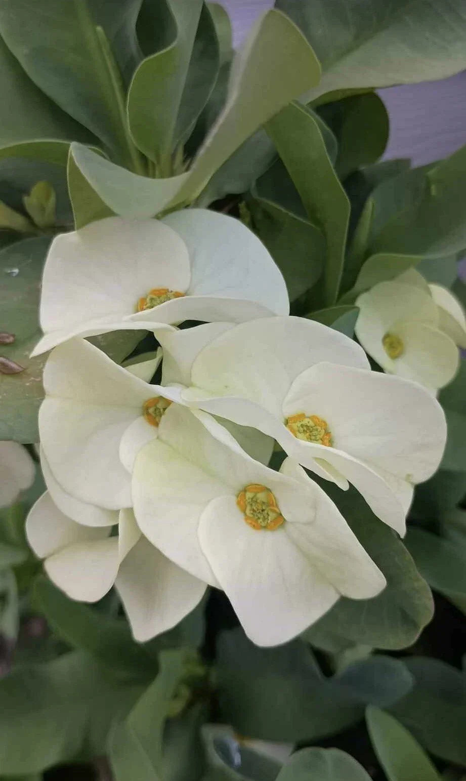 Large White Crown of Thorns Cutting - Euphorbia milii - Easy Care Indoor & Outdoor Plant