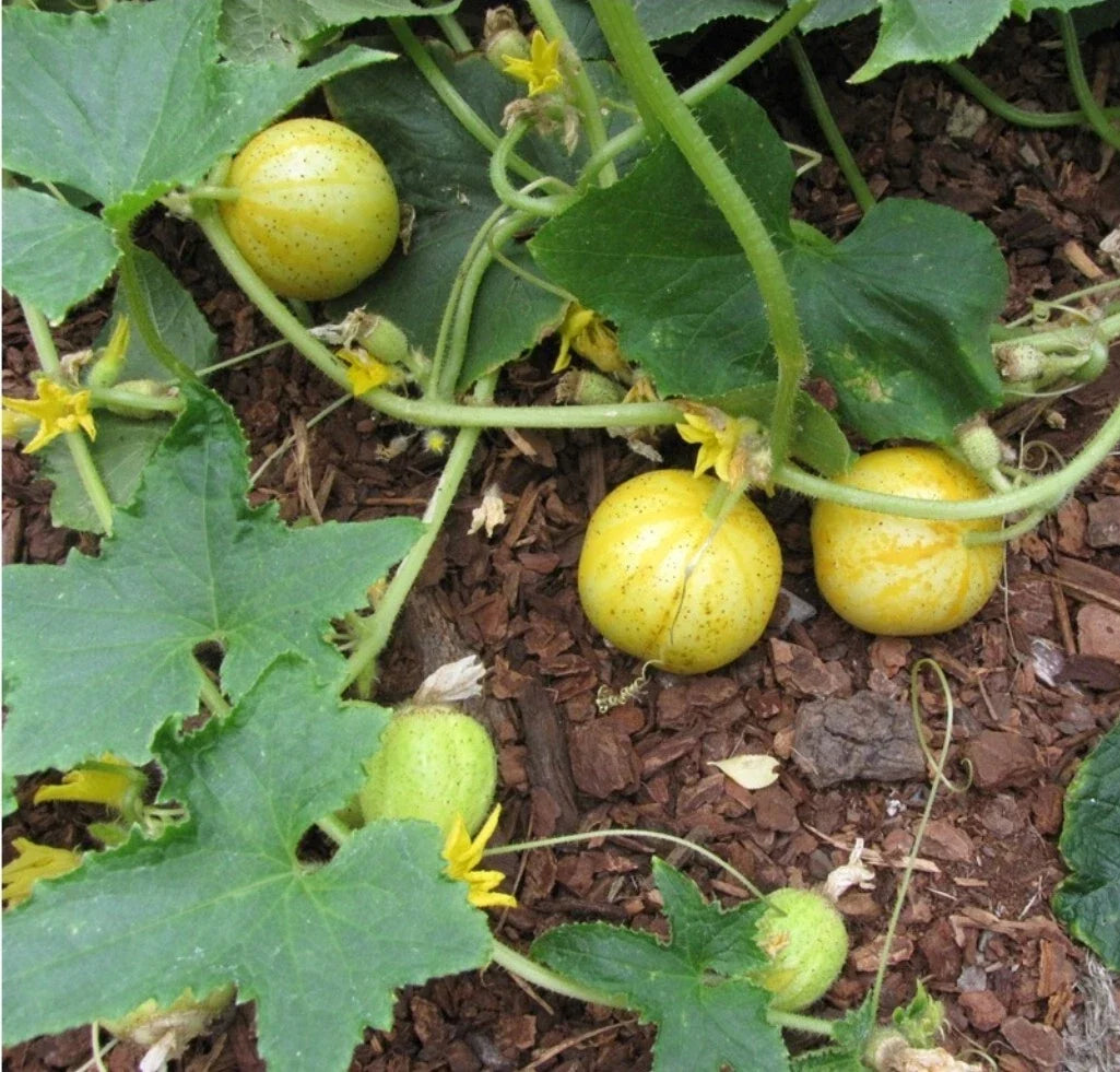 Lemon Cucumber Seeds - Non-GMO Heirloom, Cucumis sativus, 30+ Seeds for Salad, Pickling & Home Garden