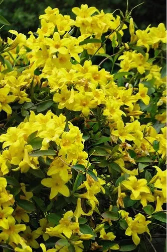Bignonia Crossvine Starter Plant - Yellow Flowering Vine - Attracts Hummingbirds & Butterflies - Bignonia capreolata - USA Seller