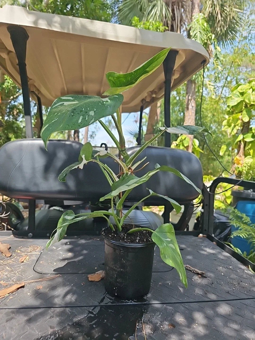 XL Philodendron White Wizard Plant in 6" Pot, Variegated Indoor Houseplant, Mature Philodendron, Green and White Foliage