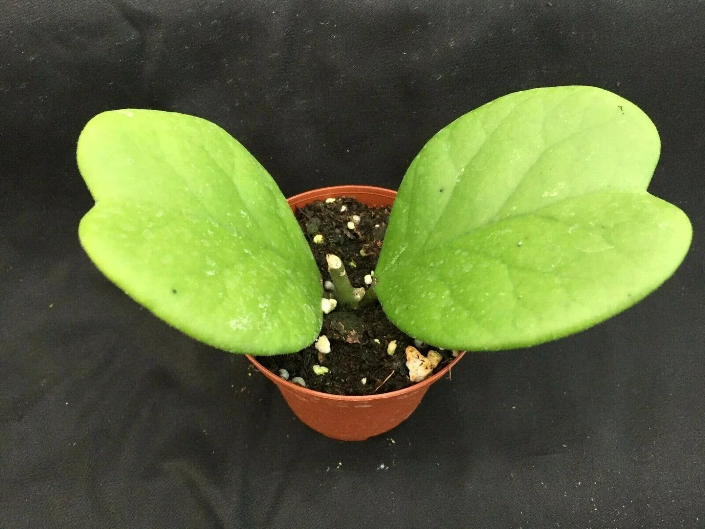 Hoya Kerrii 'Quilt Leaf' Rooted Plant in 3" Pot – Rare Heart-Shaped Succulent for Indoor Gardening