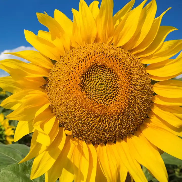 Mammoth Grey Stripe Sunflower Seeds | Giant Helianthus annuus | Tall, Fast-Growing, Large Flower Heads, 50 Seeds