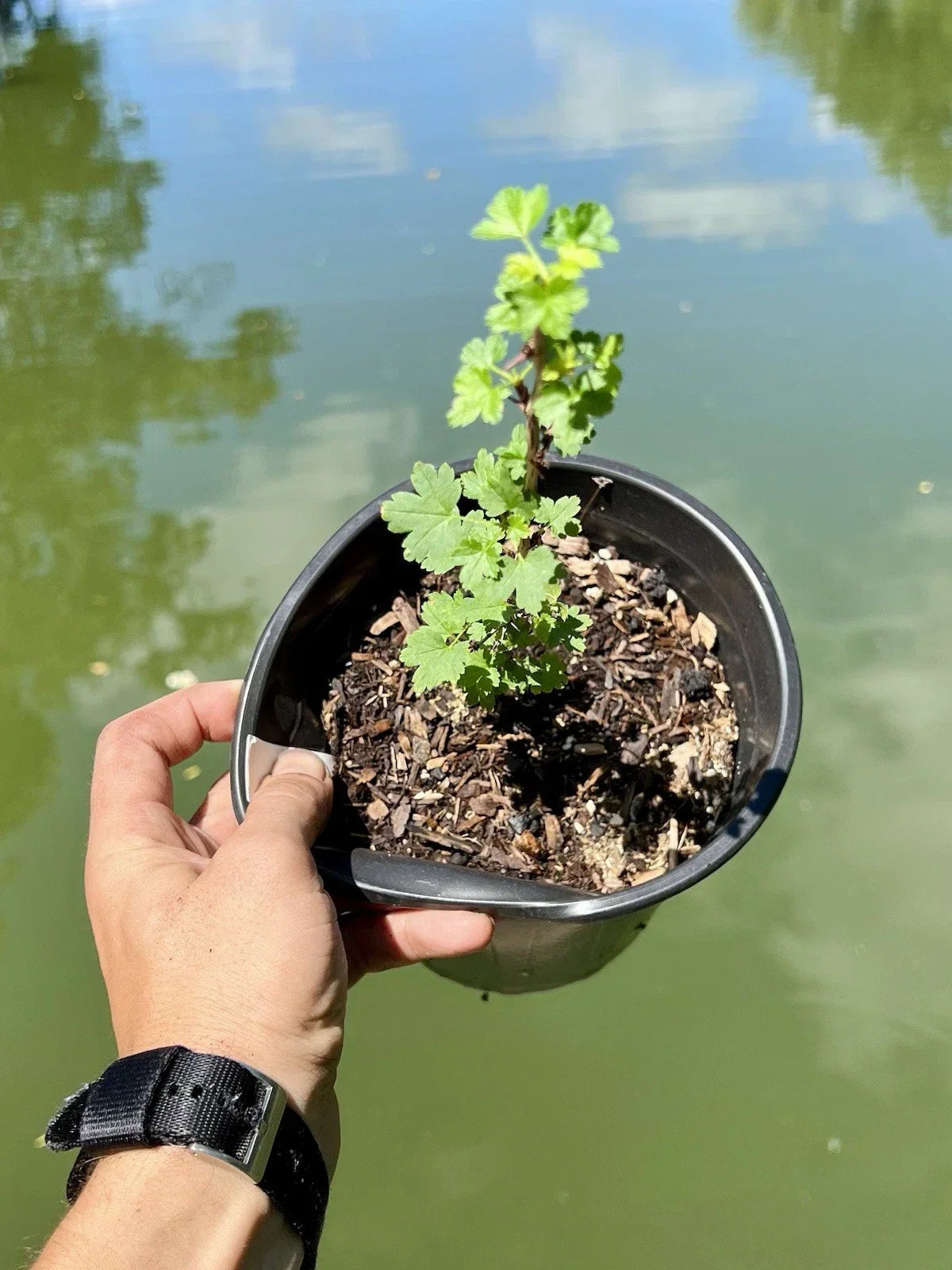 Black Velvet Gooseberry Starter Plant - Well Rooted Ribes nigrum for Zones 3-8