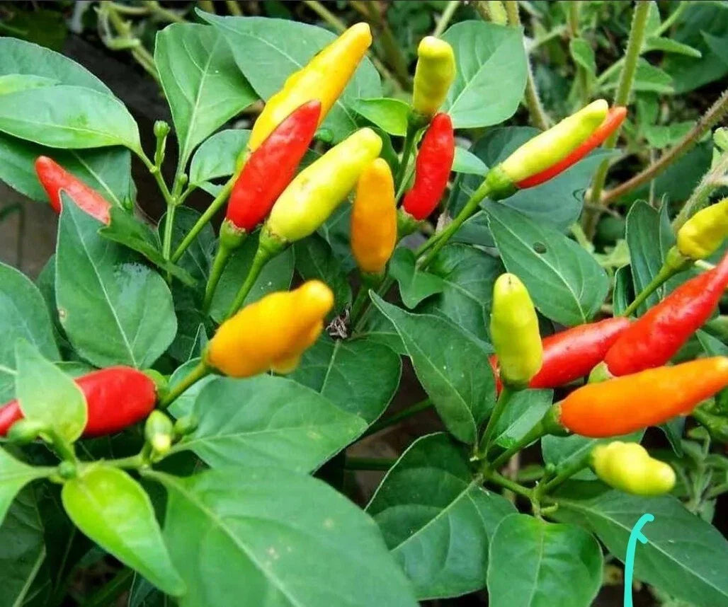Heirloom Tabasco Pepper Plants - 3 Pack - Organic Capsicum frutescens - Grown in USA