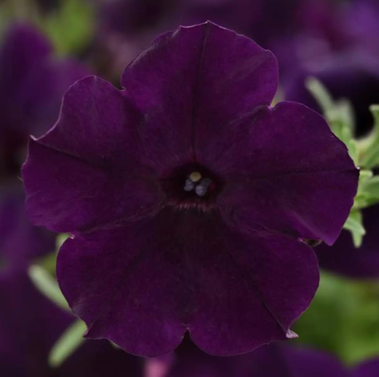 Petunia Easy Wave Navy Velour Live Annual Plants, 10 Baby Plugs, Dark Purple-Black Flowers, Petunia × atkinsiana