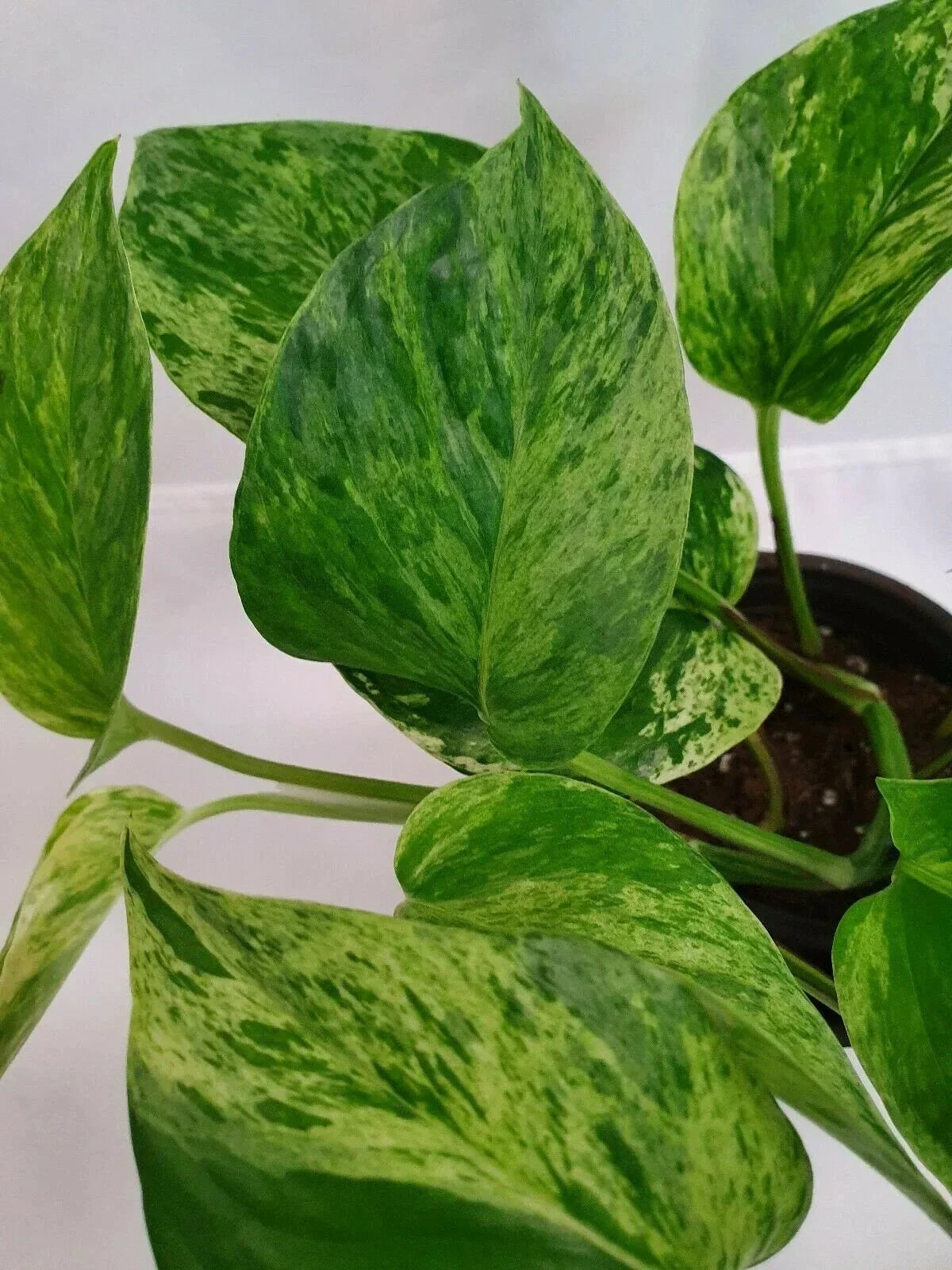 Air Purifier Marble Queen Pothos Plant - Variegated Epipremnum aureum in 4 in Pot