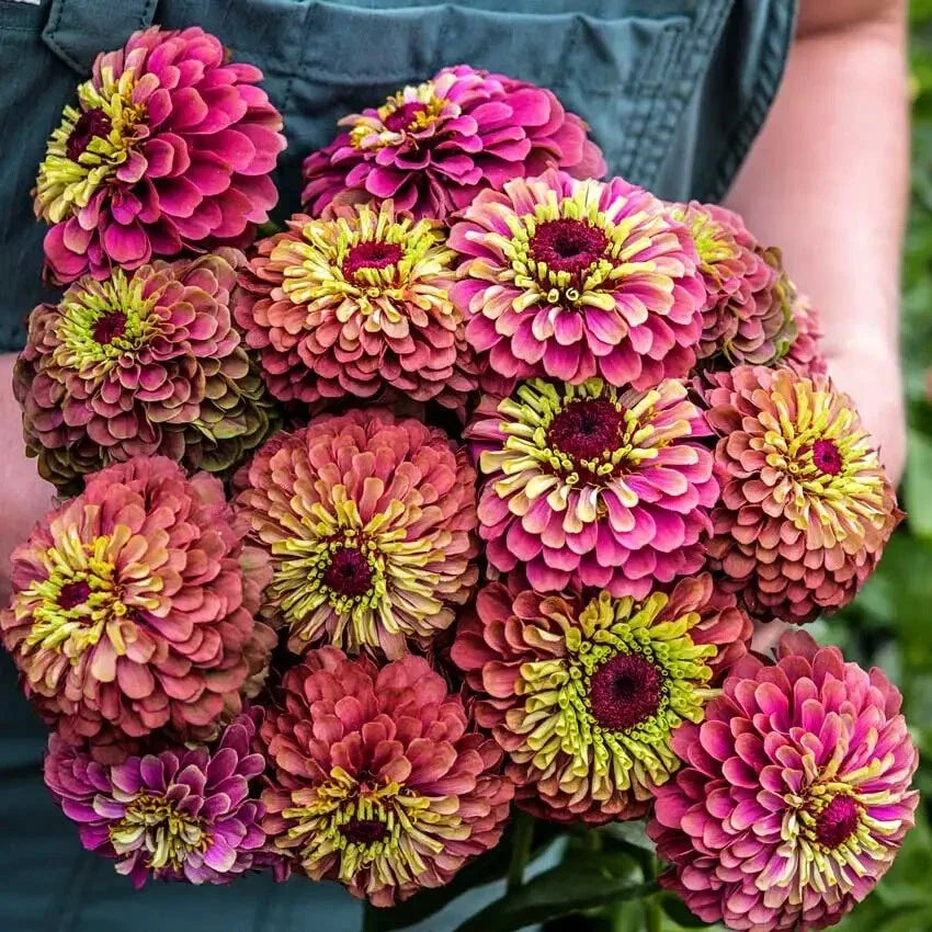 Queen Lime Red Zinnia Seeds - 100+ Packets, Zinnia elegans, Vibrant Lime Green & Red Flowers, Garden, Cut Flowers, USA Grown
