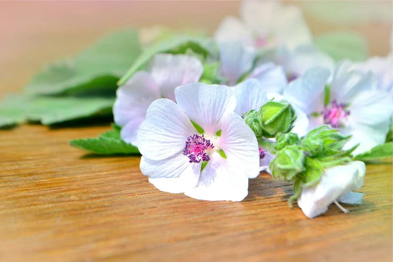 Marshmallow Seeds - 100 Pack - Althaea Officinalis Herb for Garden Borders & Pollinator Attracting Plants