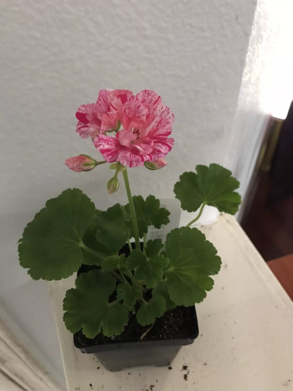 Geranium Ivy Great Balls of Fire Pink Live Plant Plug - Pelargonium peltatum in 8 Oz Pot