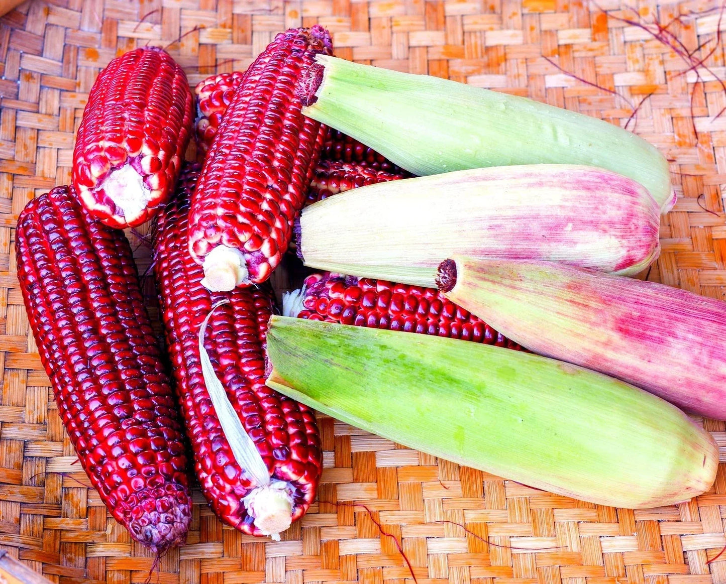 Red Corn Seeds - Bloody Butcher Indian Corn Heirloom Variety - Organic Non-GMO Zea mays for Planting