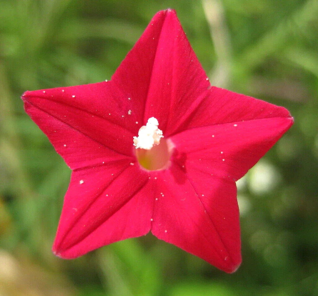 Cardinal Climber Seeds - 50+ Ipomoea sloteri Vine Seeds, Red Hummingbird Flowers, Free USA Shipping
