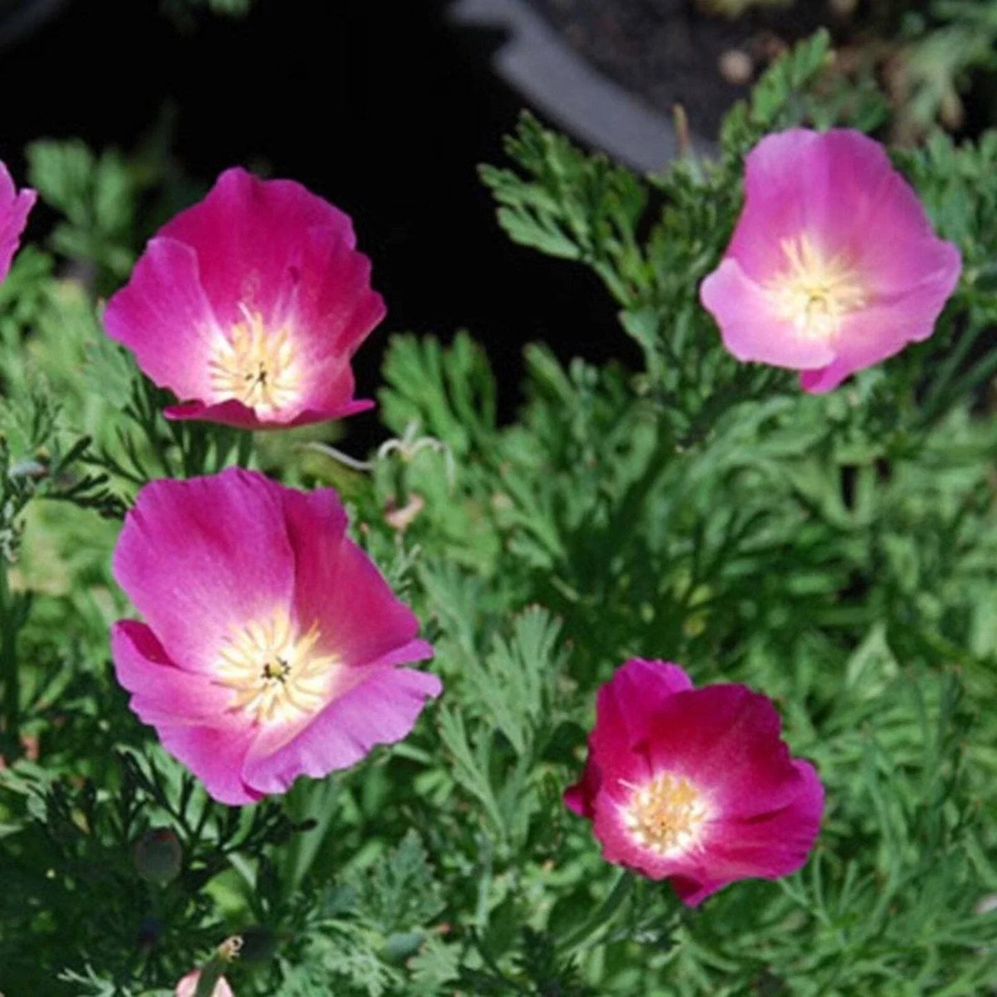 Purple Gleam California Poppy Seeds - 250+ Eschscholzia Californica Perennial Seeds