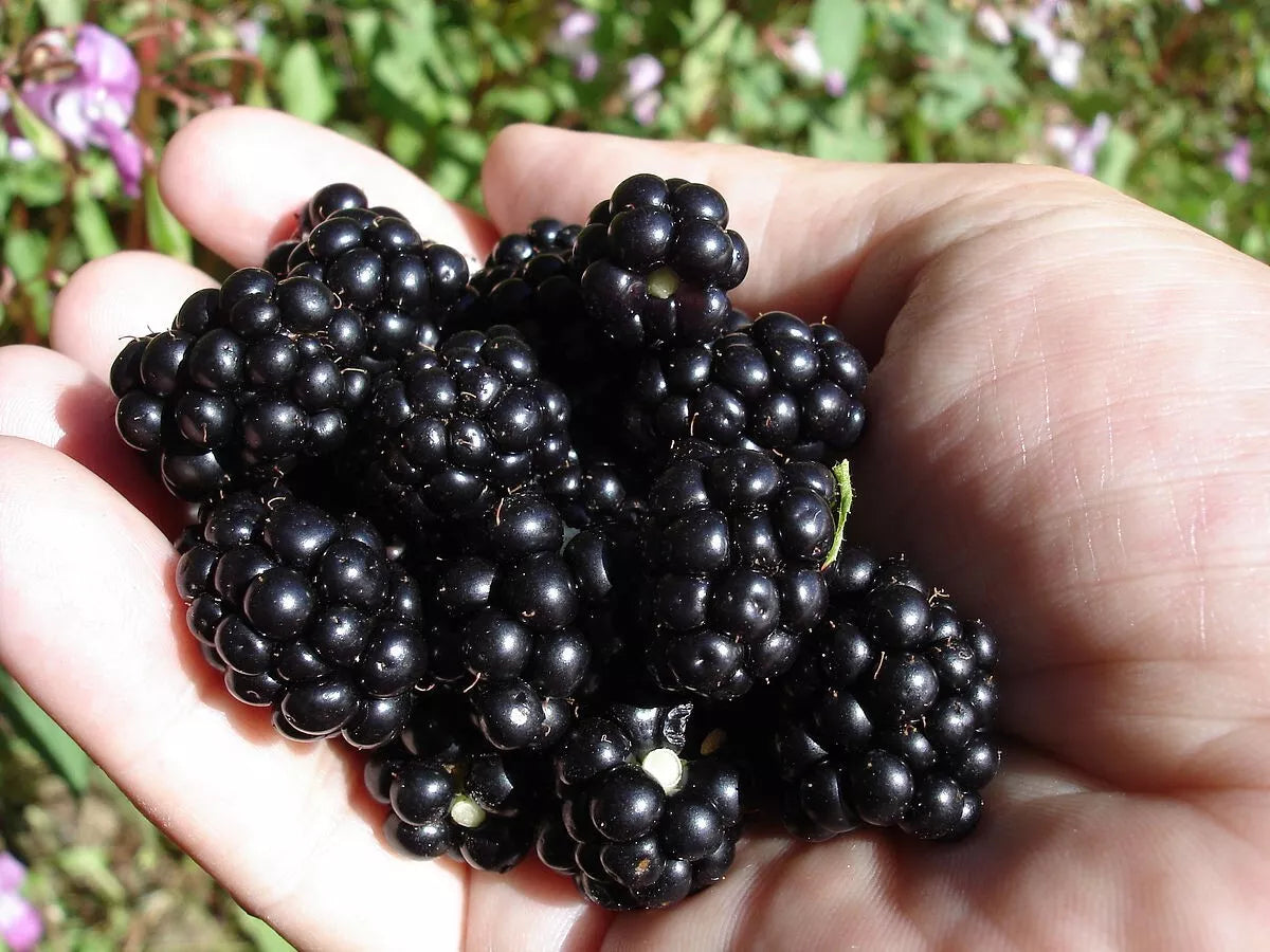 Organic Blackberry Seeds - 100 Count Non-GMO Rubus fruticosus for Home Gardening
