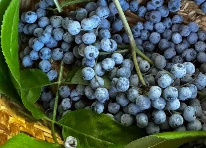 Blue Elderberry Seeds - Sambucus Caerulea, Edible Perennial Garden Seeds + Free Poha Berry Seeds