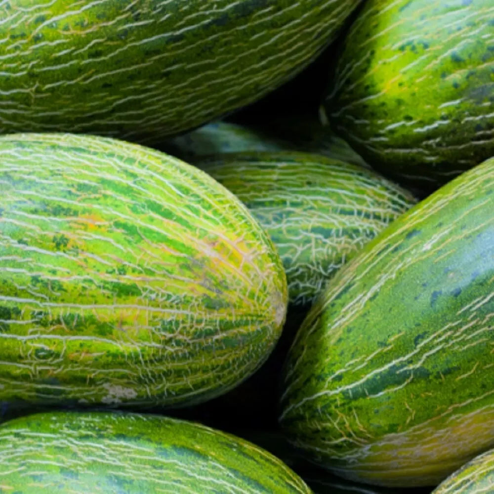 Valencia Late Melon Seeds | NON-GMO Heirloom Cucumis melo | Fresh Garden Seeds