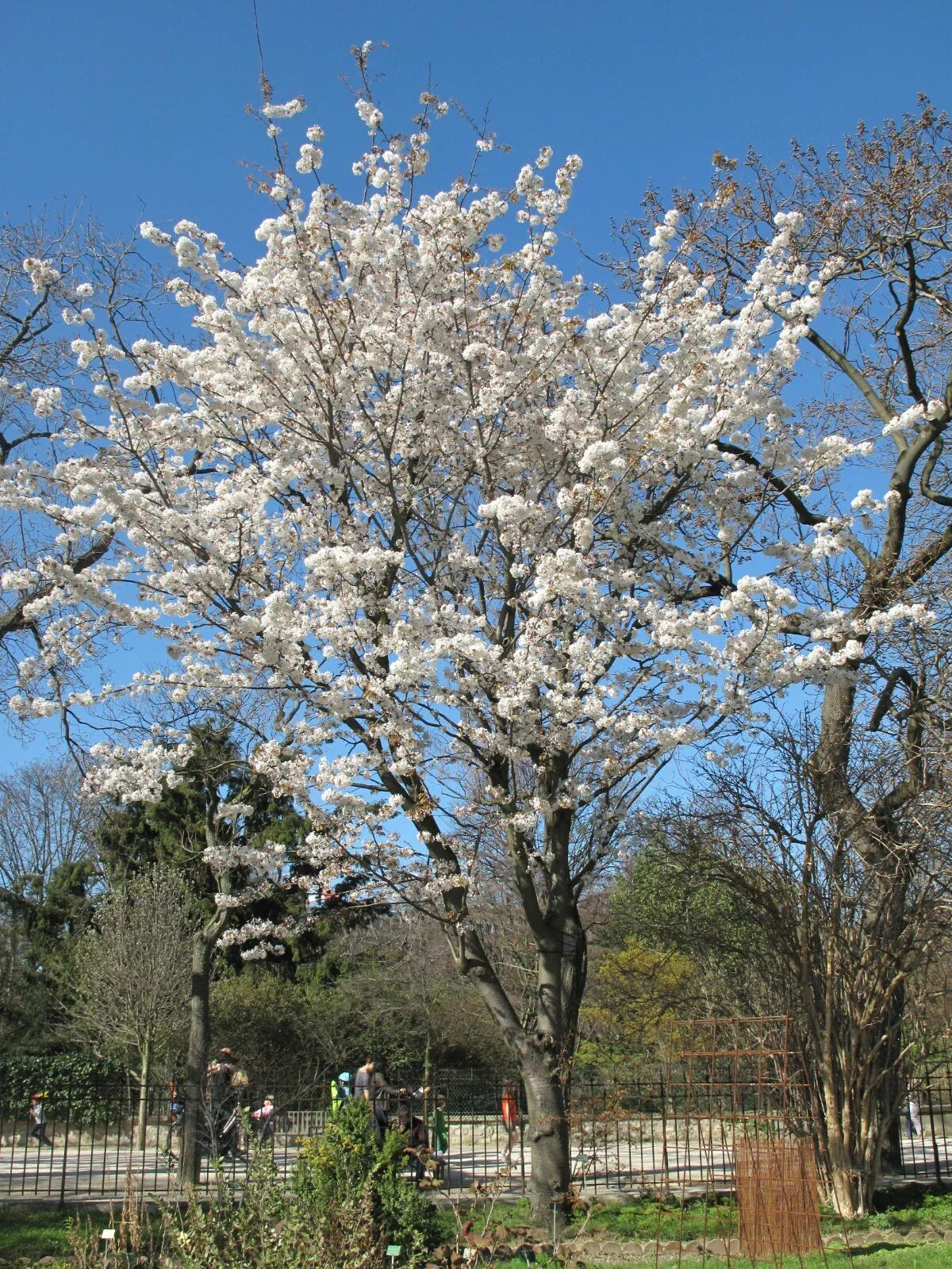 Japanese Flowering Cherry Seeds, 10 Pack, Prunus serrulata, Ornamental Tree with Pink Blooms, Easy to Grow