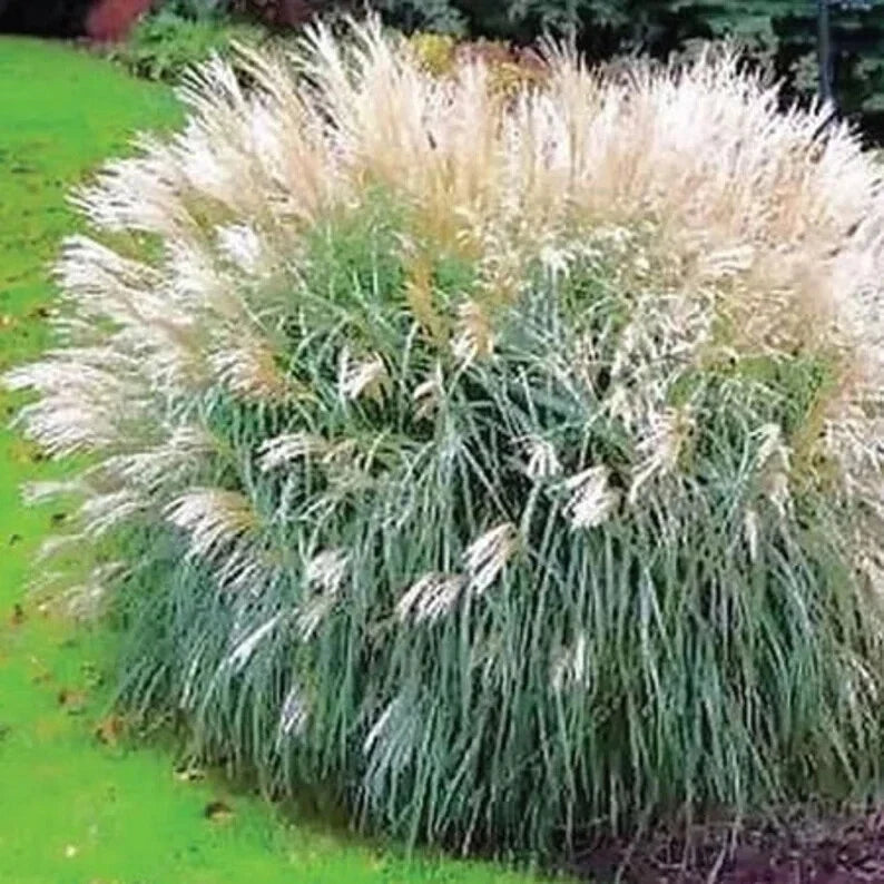 Silver Morning Light Maiden Grass Seeds - Organic Miscanthus sinensis 'Morning Light' - 100 Pack for Gardens & Landscaping