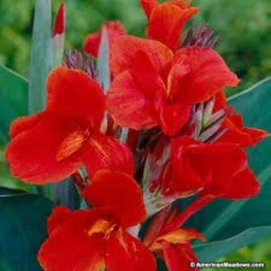 Red Canna Lily Seeds - Organic Canna x Generalis, 5 Seeds for Garden Beds & Pots