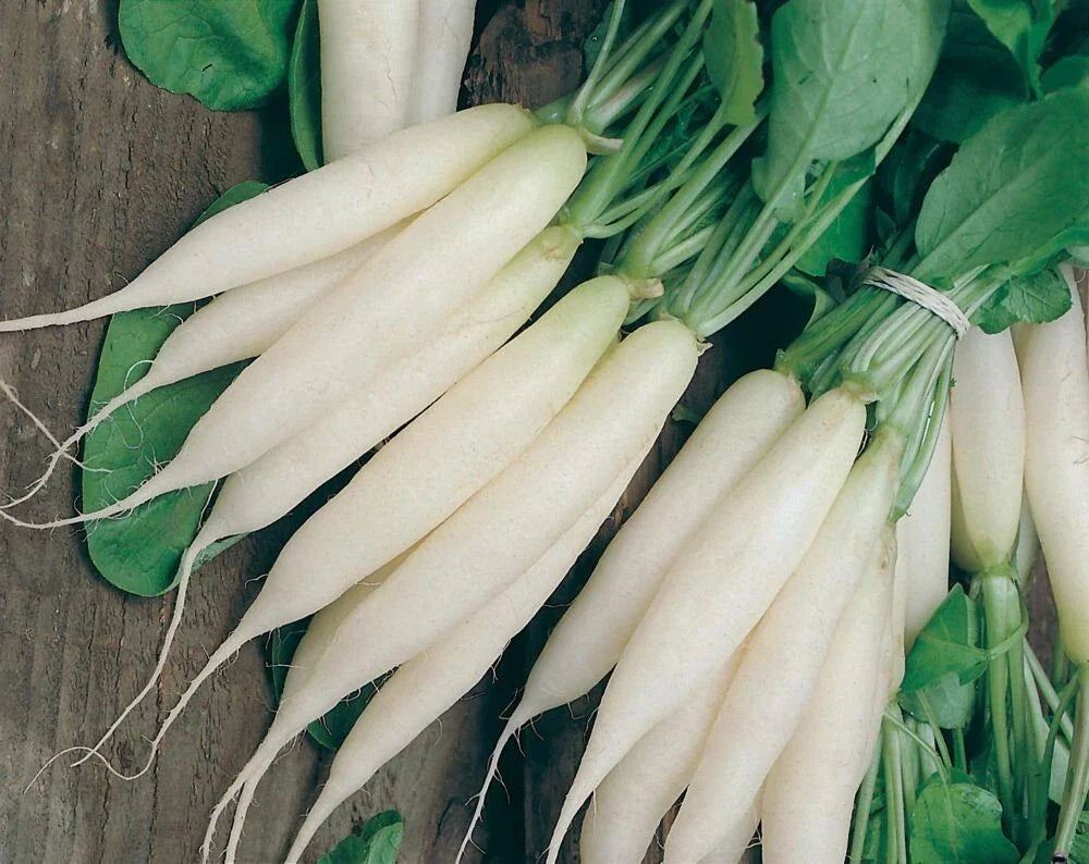 50+ Organic Heirloom White Icicle Radish Seeds - NON-GMO, Rare Variety for Home Gardening