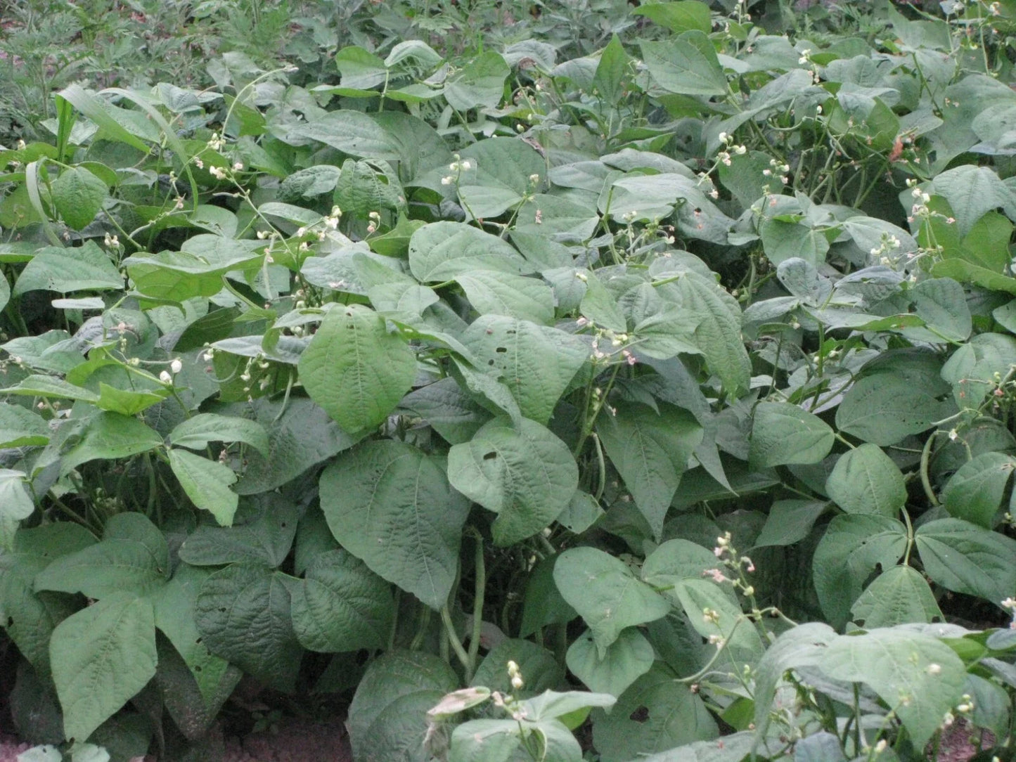 Jade Snap Bush Bean Seeds - 50+ Non-GMO Heirloom Vegetable Seeds for Home Garden, Phaseolus vulgaris