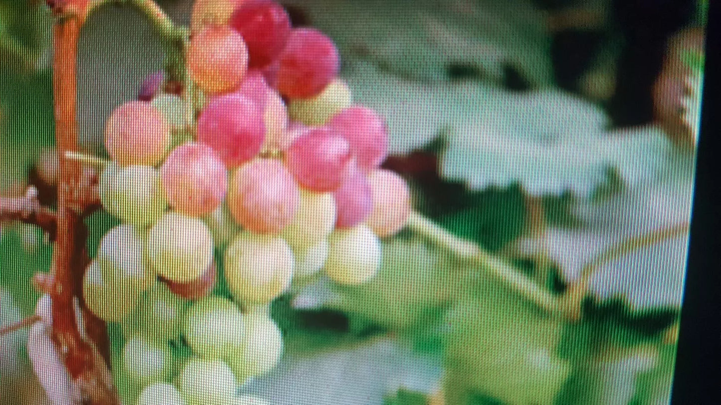 Large California Grape Seeds for Growing Vitis vinifera – 25+ Juicy Fruit Seeds for Garden & Container Planting