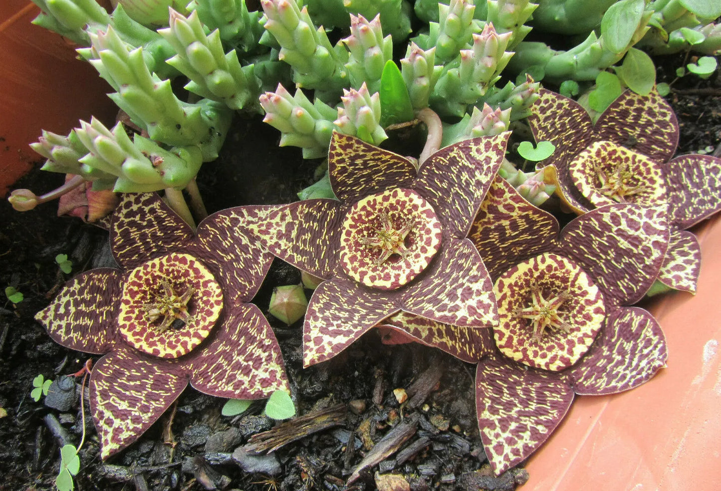 Orbea Variegata Plant - 3" Diameter Potted Starfish Succulent with Variegated Foliage
