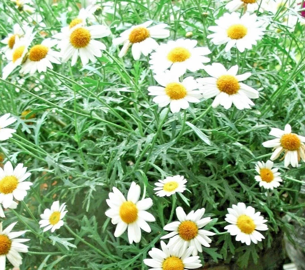 German Chamomile Seeds - 2000+ Seeds for Tea & Herb Garden - Matricaria chamomilla - Annual Herb