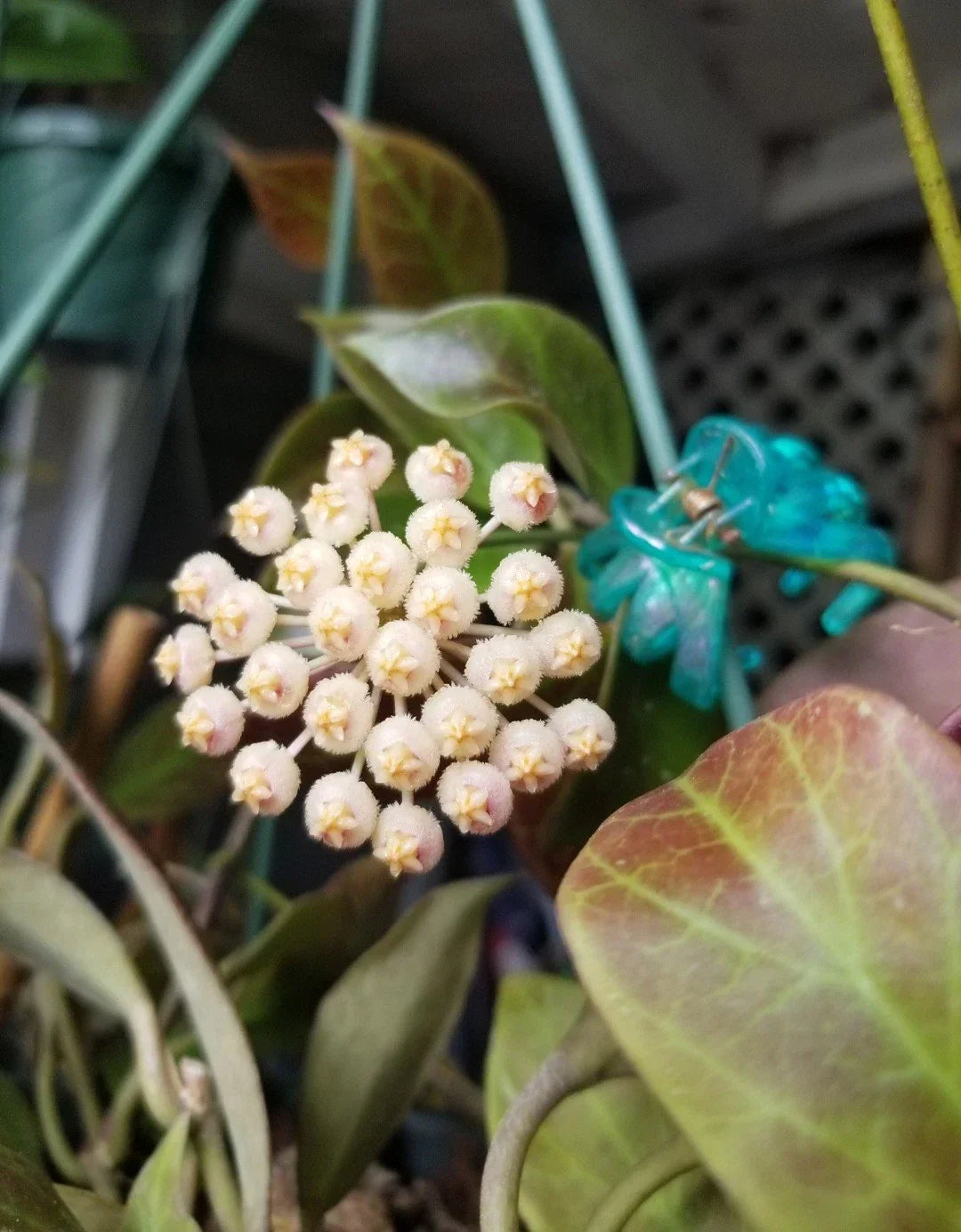 Hoya Sunrise Plant in 3" Pot – Vibrant Variegated Leaves & Easy Indoor Care
