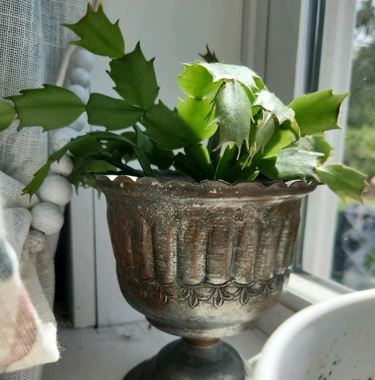 Thanksgiving Christmas Cactus Cutting - Rooted Schlumbergera Houseplant for Indoor Gardening