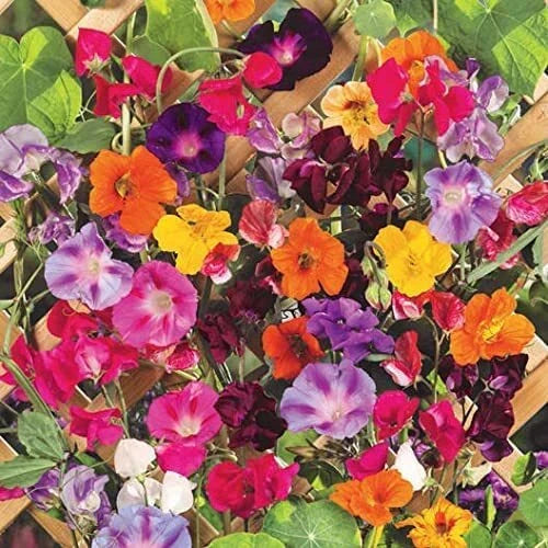 Climbing Vine Seeds Mix - 200 Seeds of Morning Glory, Nasturtium, Black Eyed Susan & Sweet Pea
