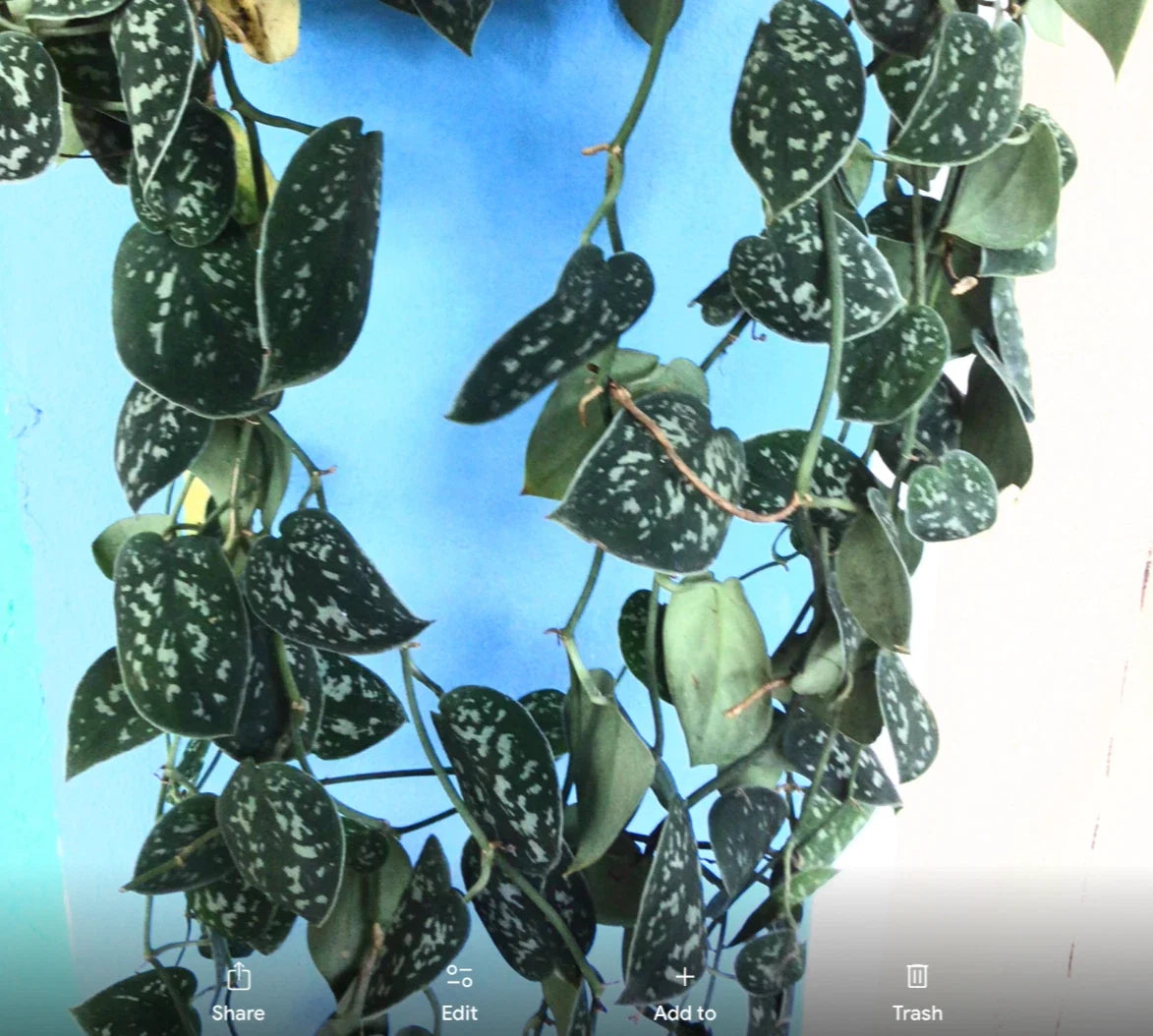 Rooted Cutting - 12" Variegated Silver Satin Pothos - Scindapsus Pictus Indoor Houseplant, Easy Care, Low Light