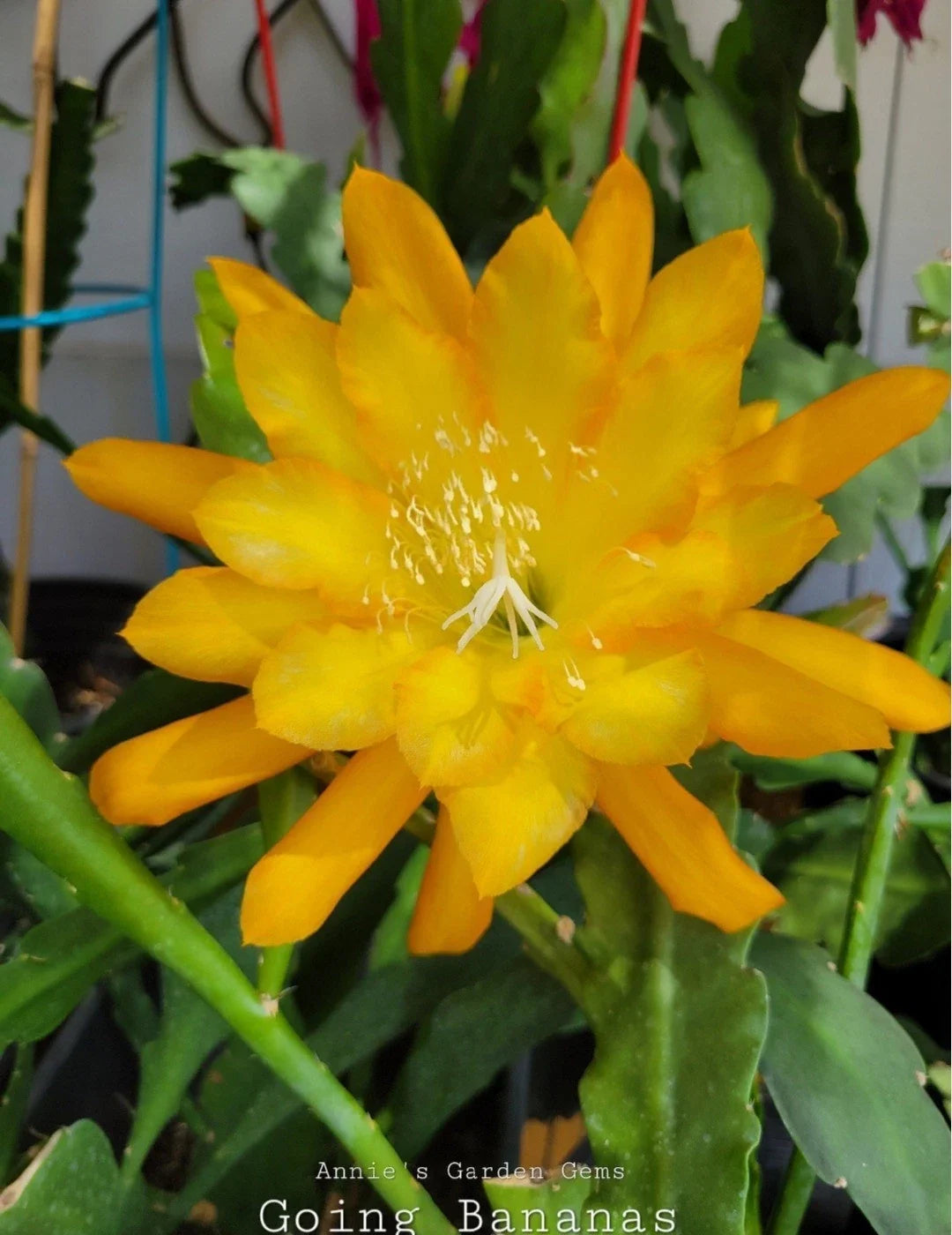 Epiphyllum Going Bananas Orchid Cactus 4-Inch Pot Well Rooted Exotic Indoor Houseplant